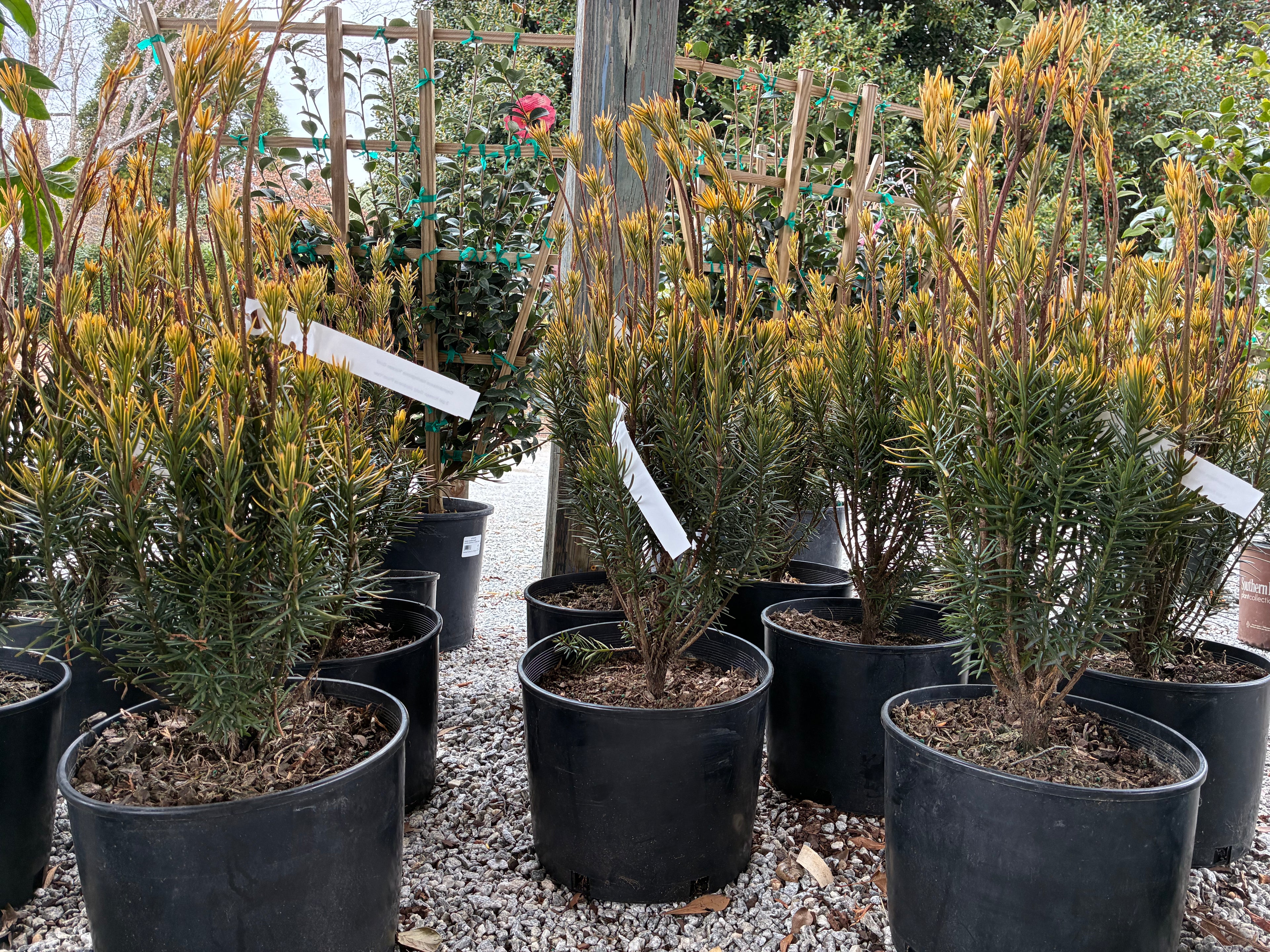 Korean Gold Yew