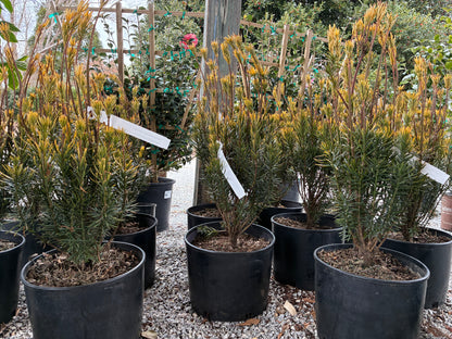 Korean Gold Yew