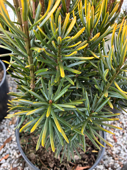 Korean Gold Yew