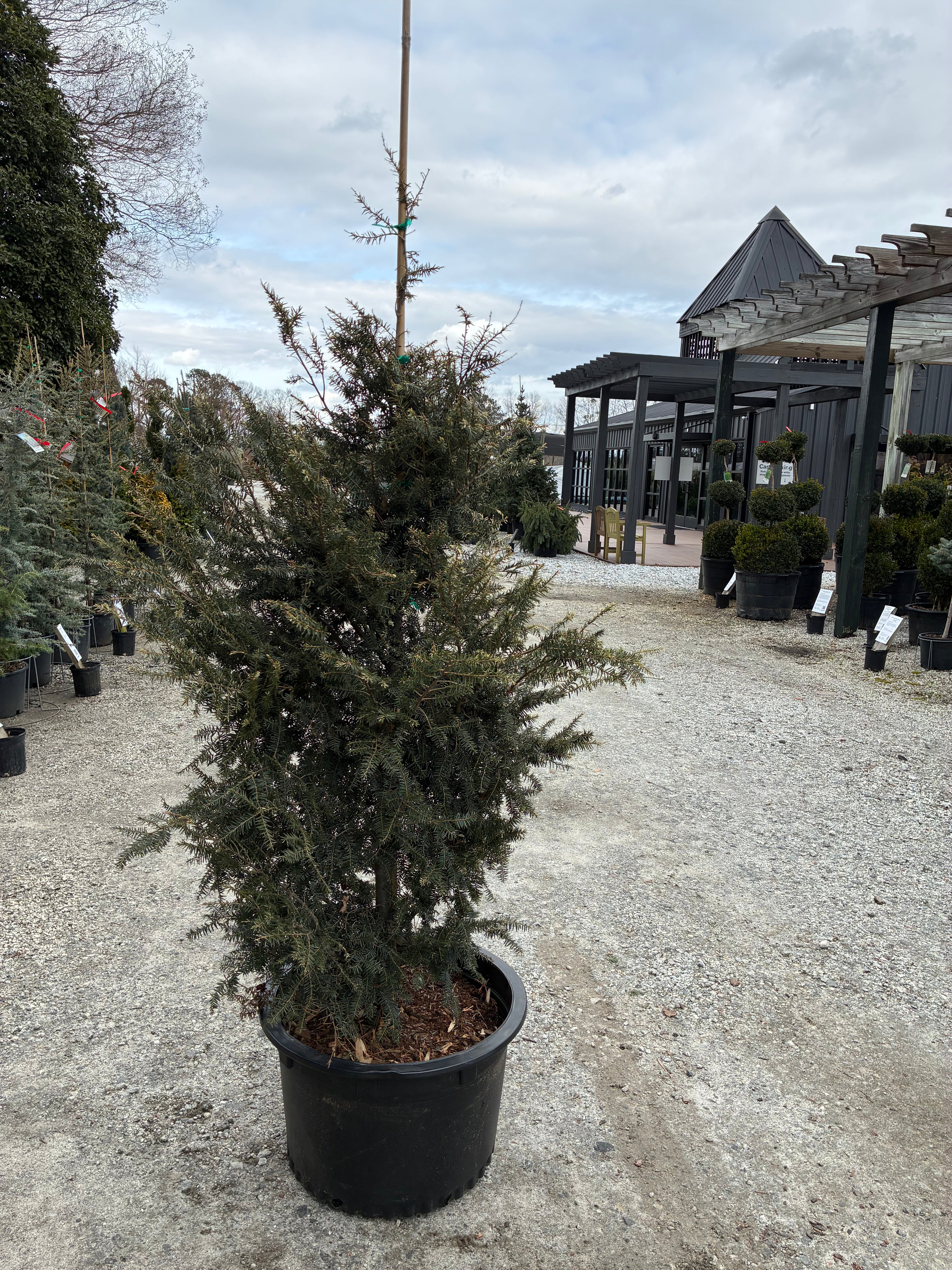 Gentsch White Hemlock