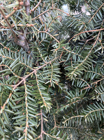 Gentsch White Hemlock