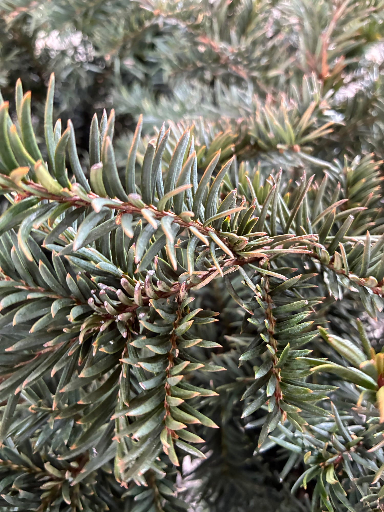 Repandens Yew