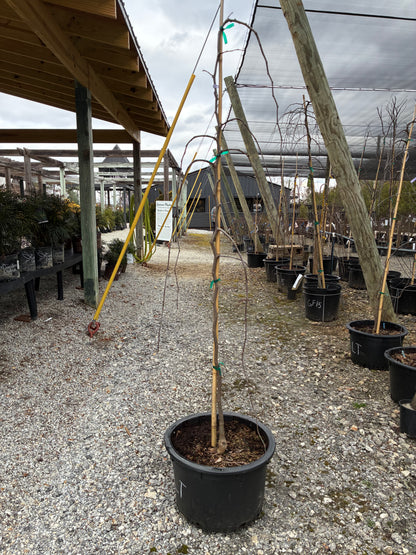 Lavender Twist Weeping Redbud