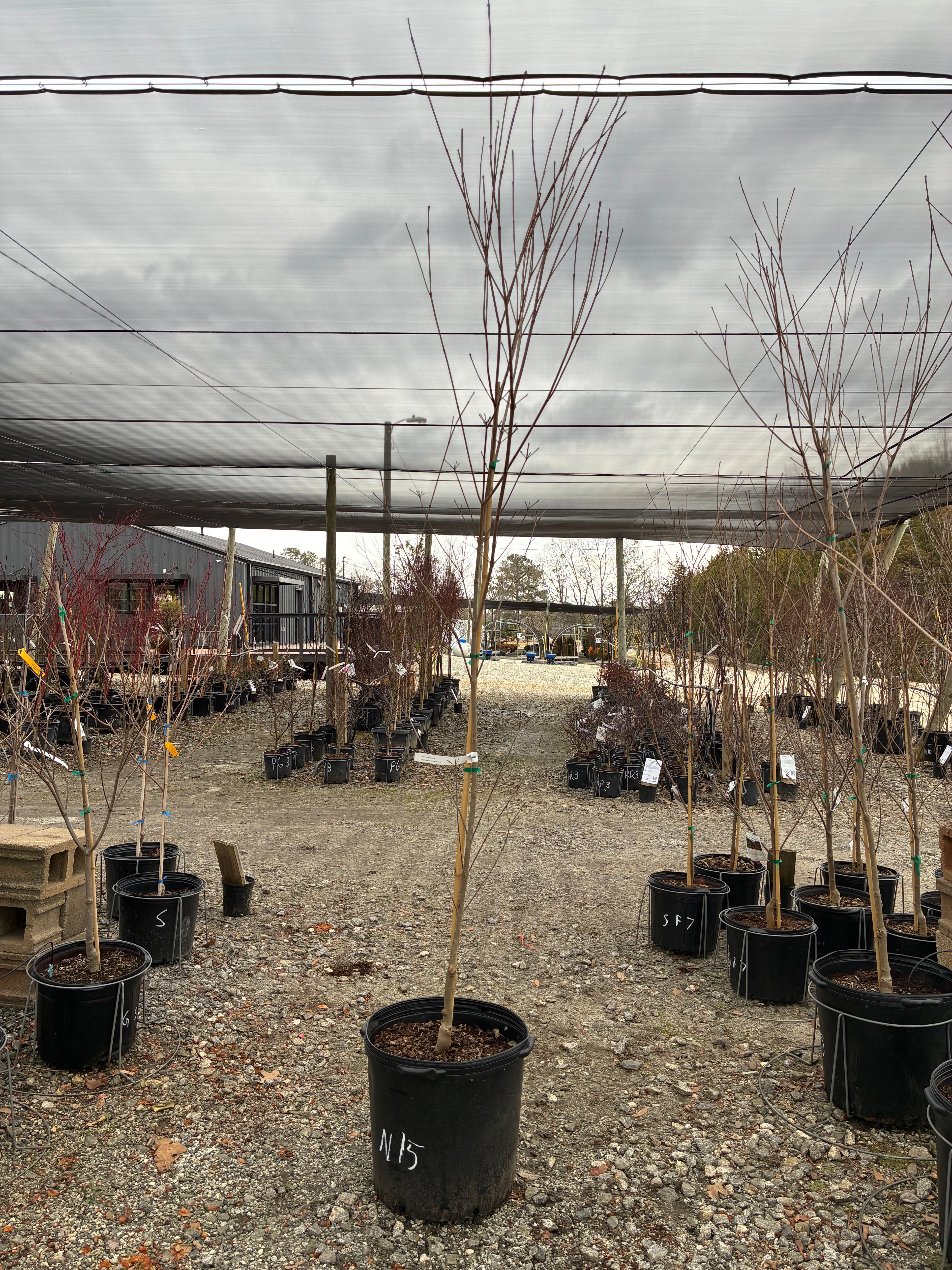 National Kousa Dogwood