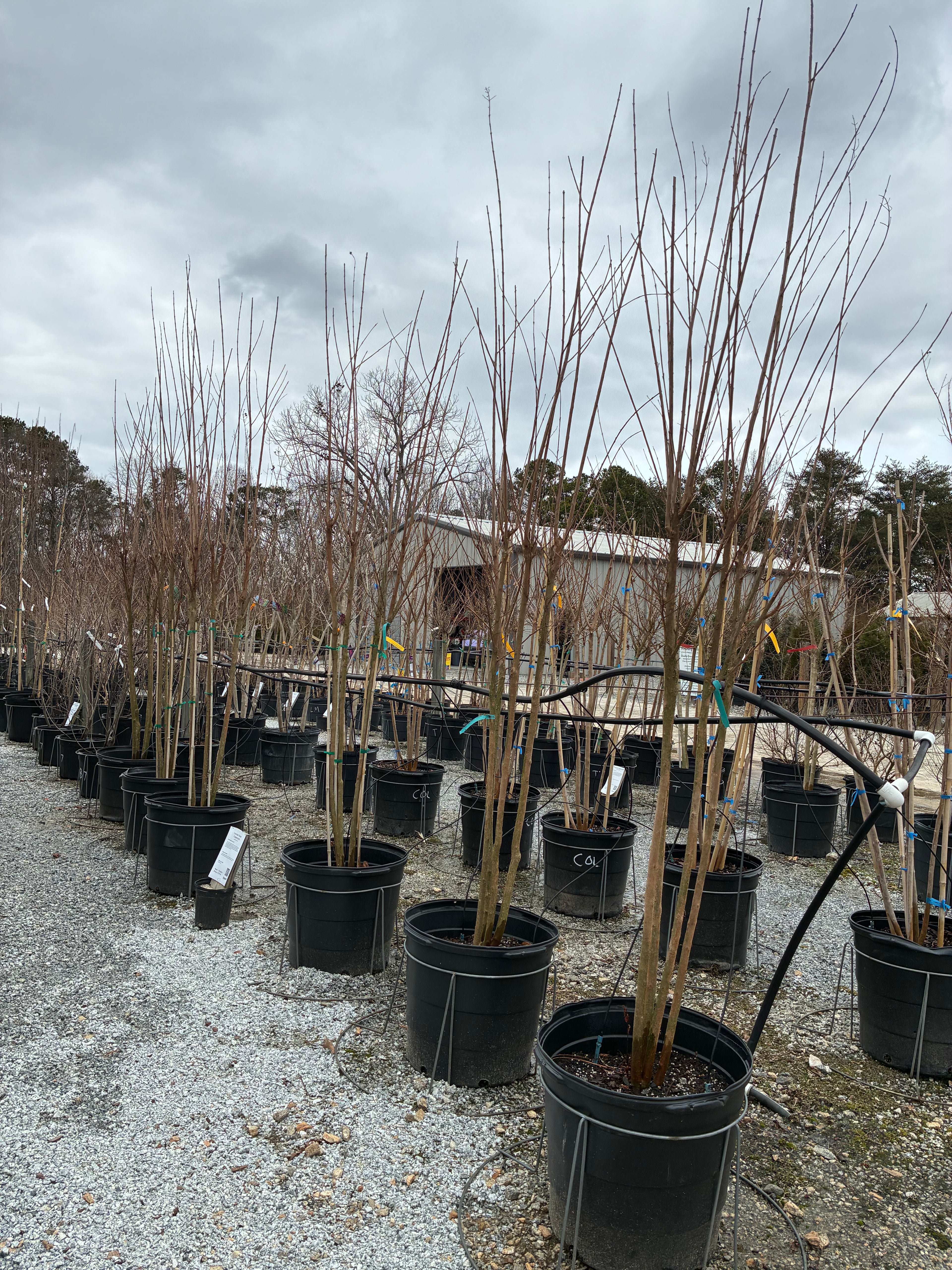 Lavender Skies Crapemyrtle