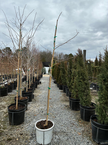 Temple of Bloom Seven-Son Flower