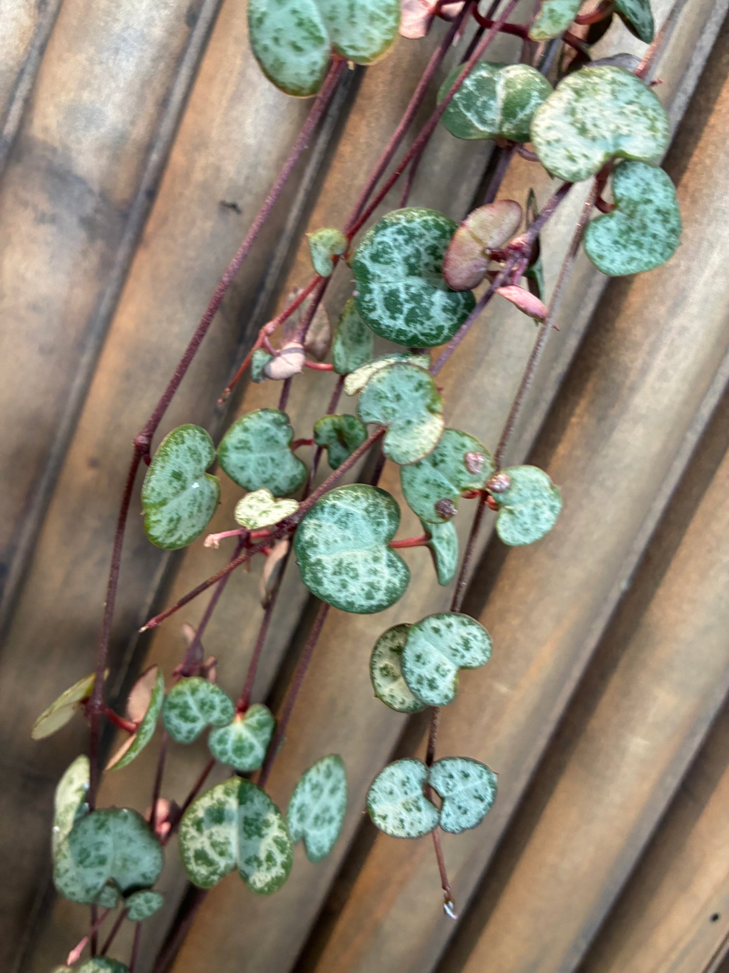 String of Hearts