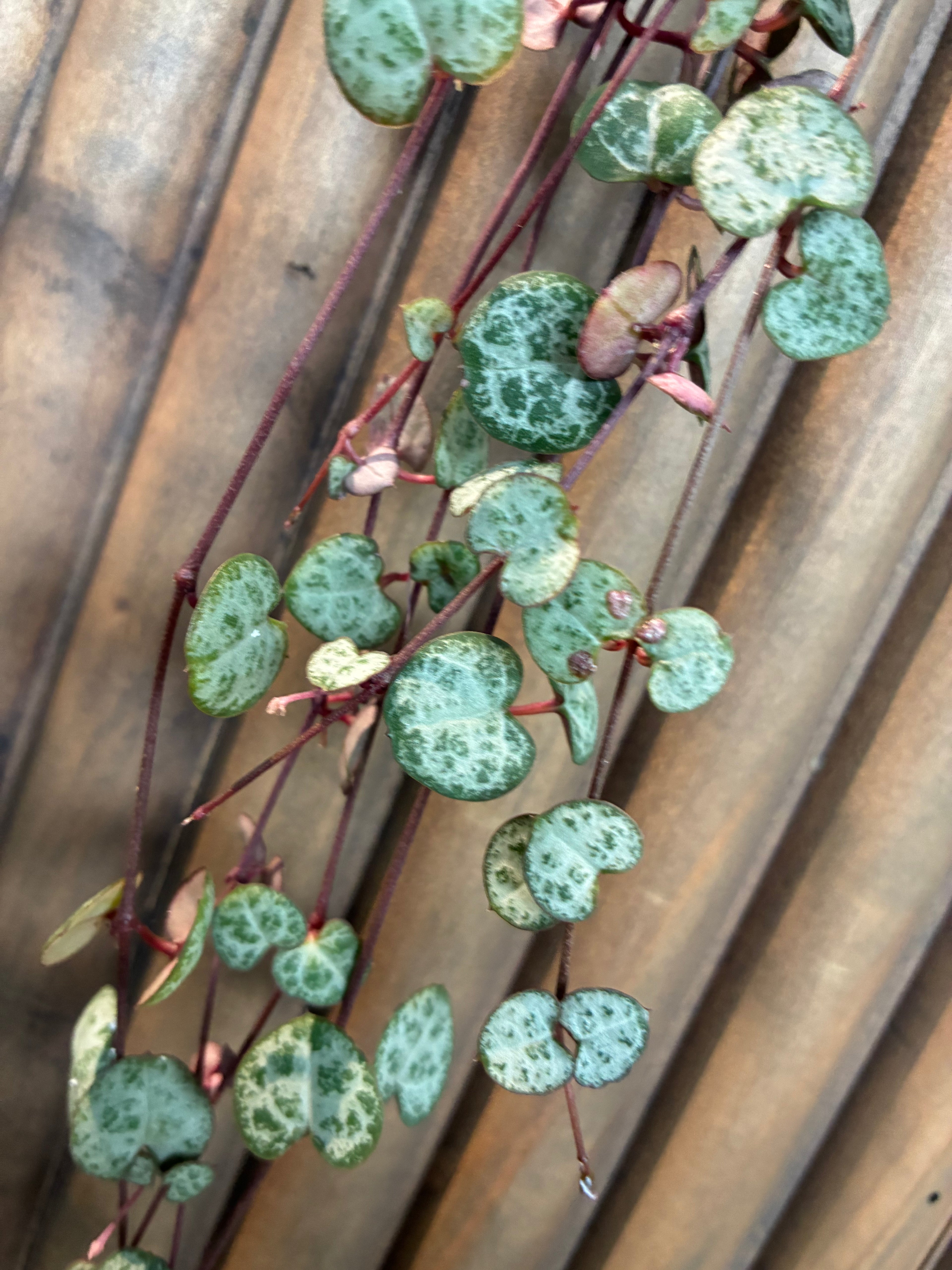 String of Hearts