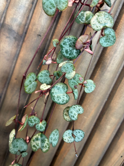 String of Hearts