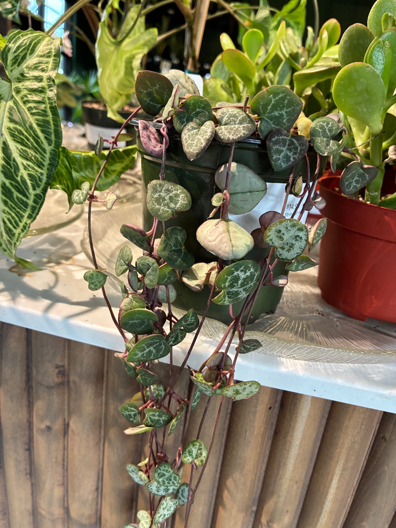 String of Hearts