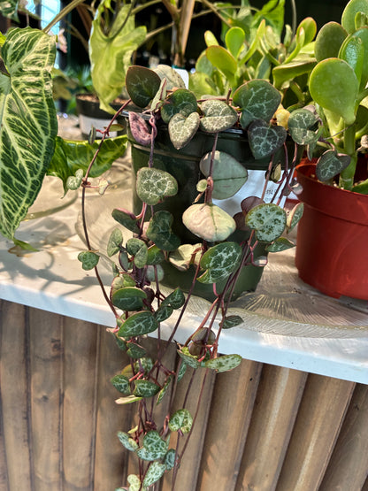 String of Hearts