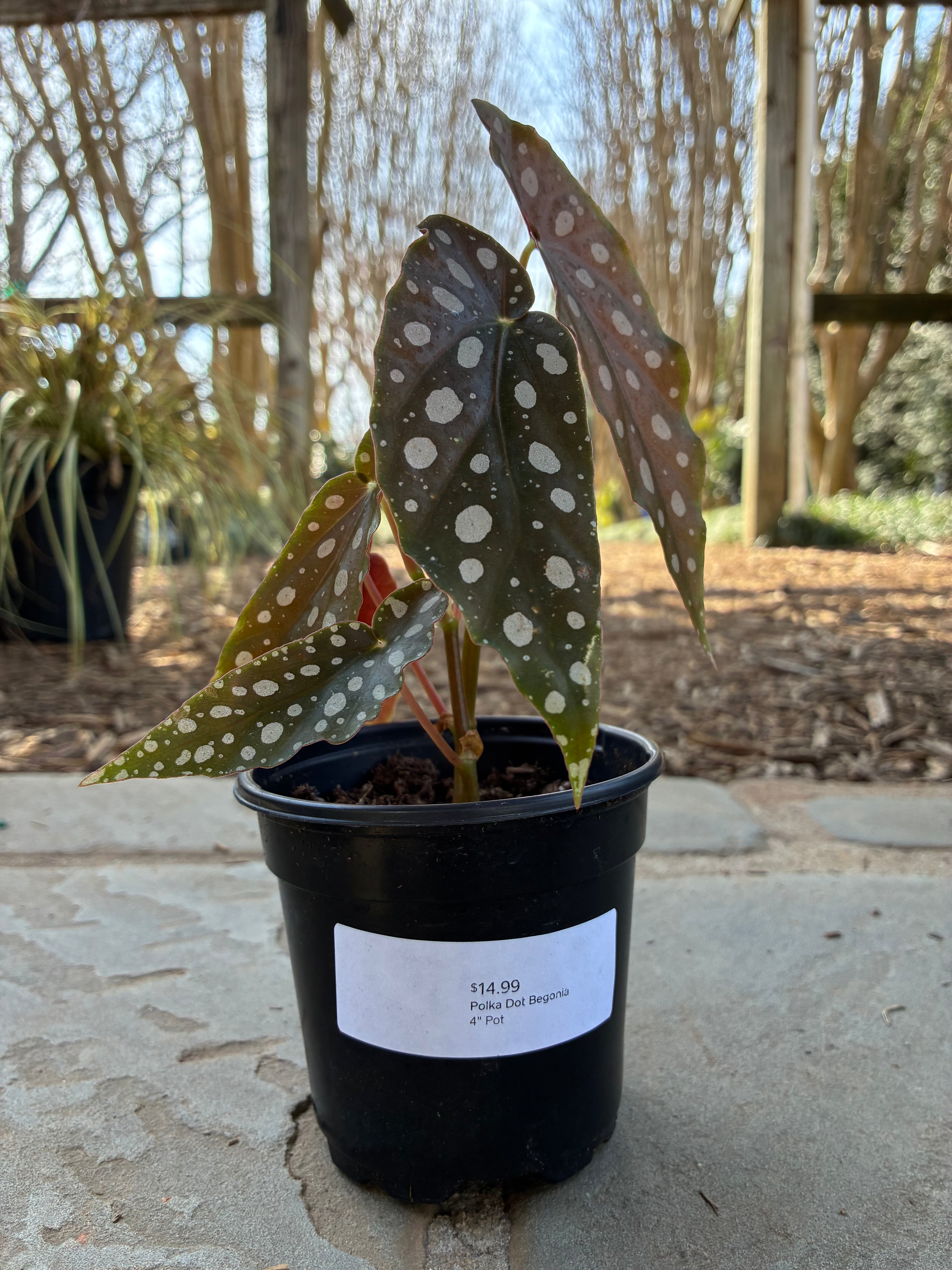 Polka Dot Begonia