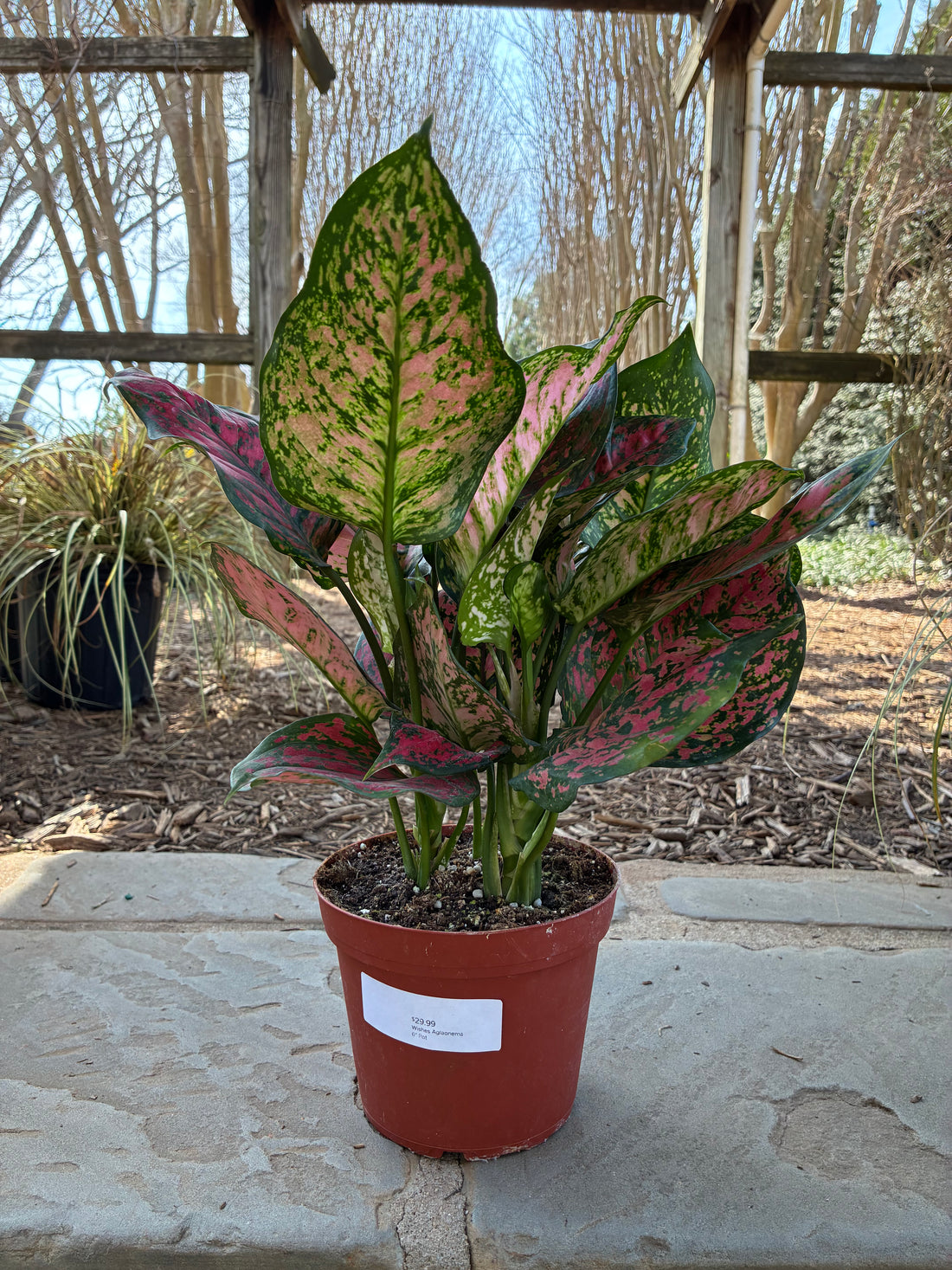 Wishes Aglaonema