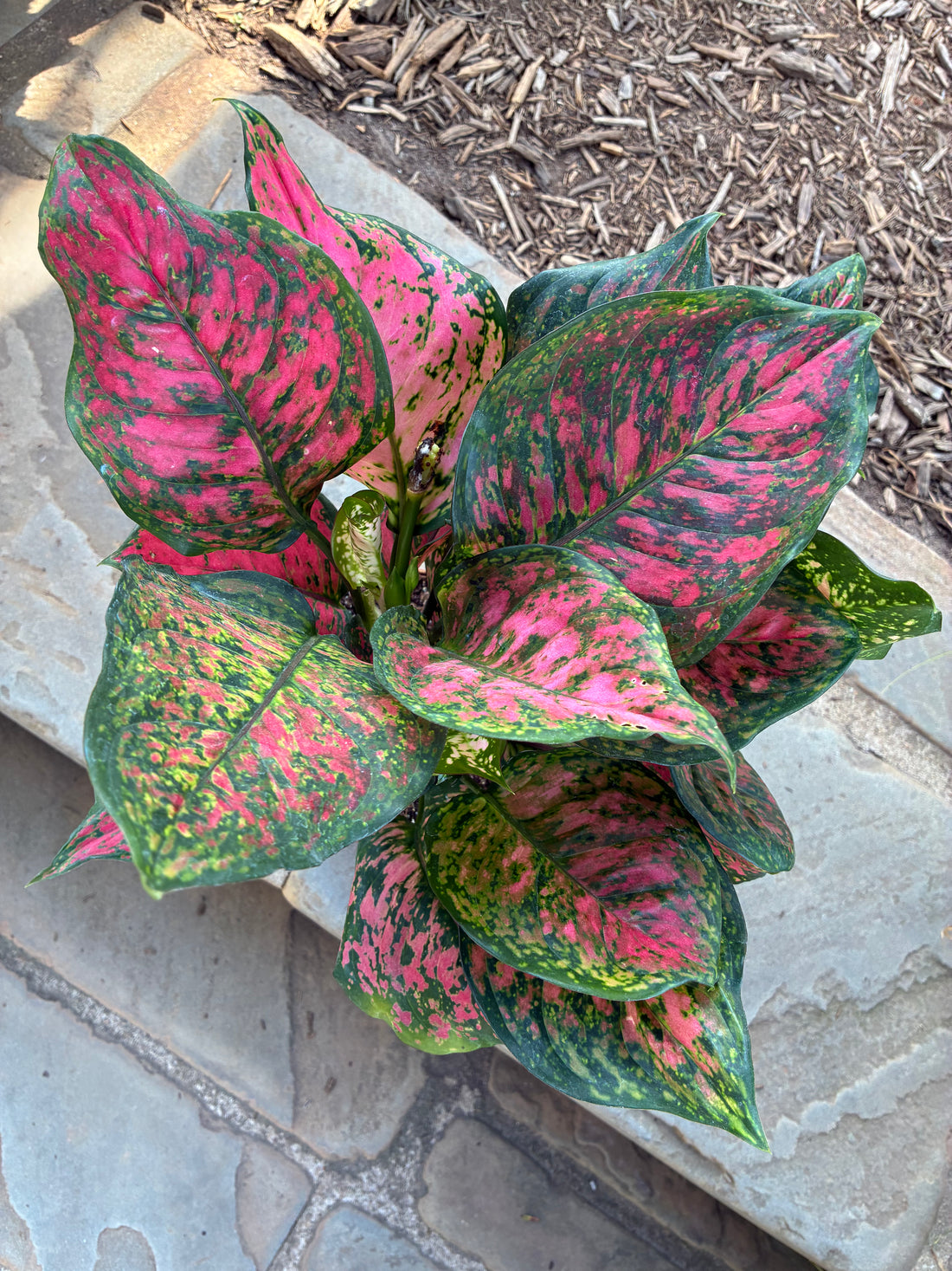 Wishes Aglaonema