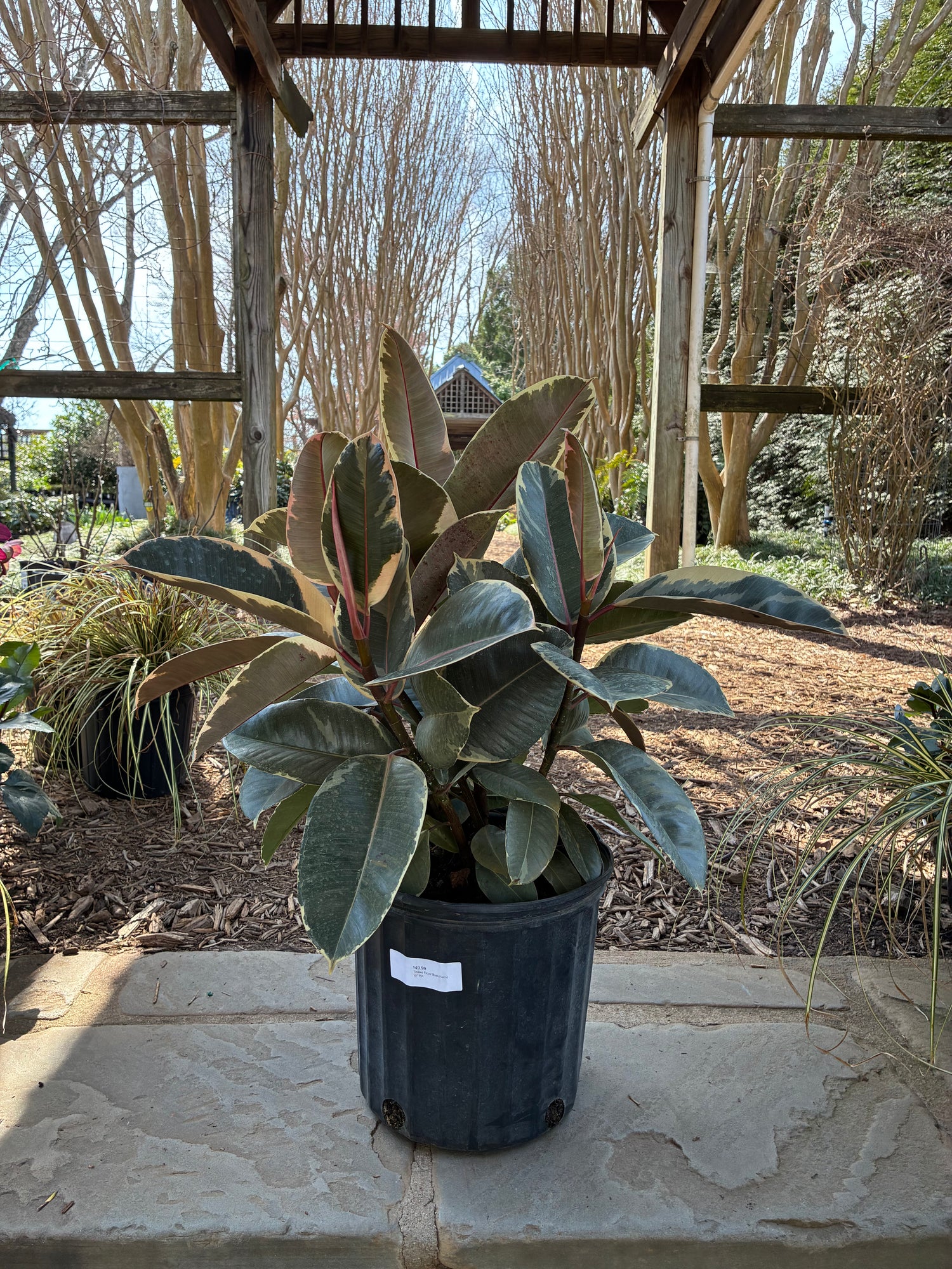 Tineke Ficus (Bush Form)