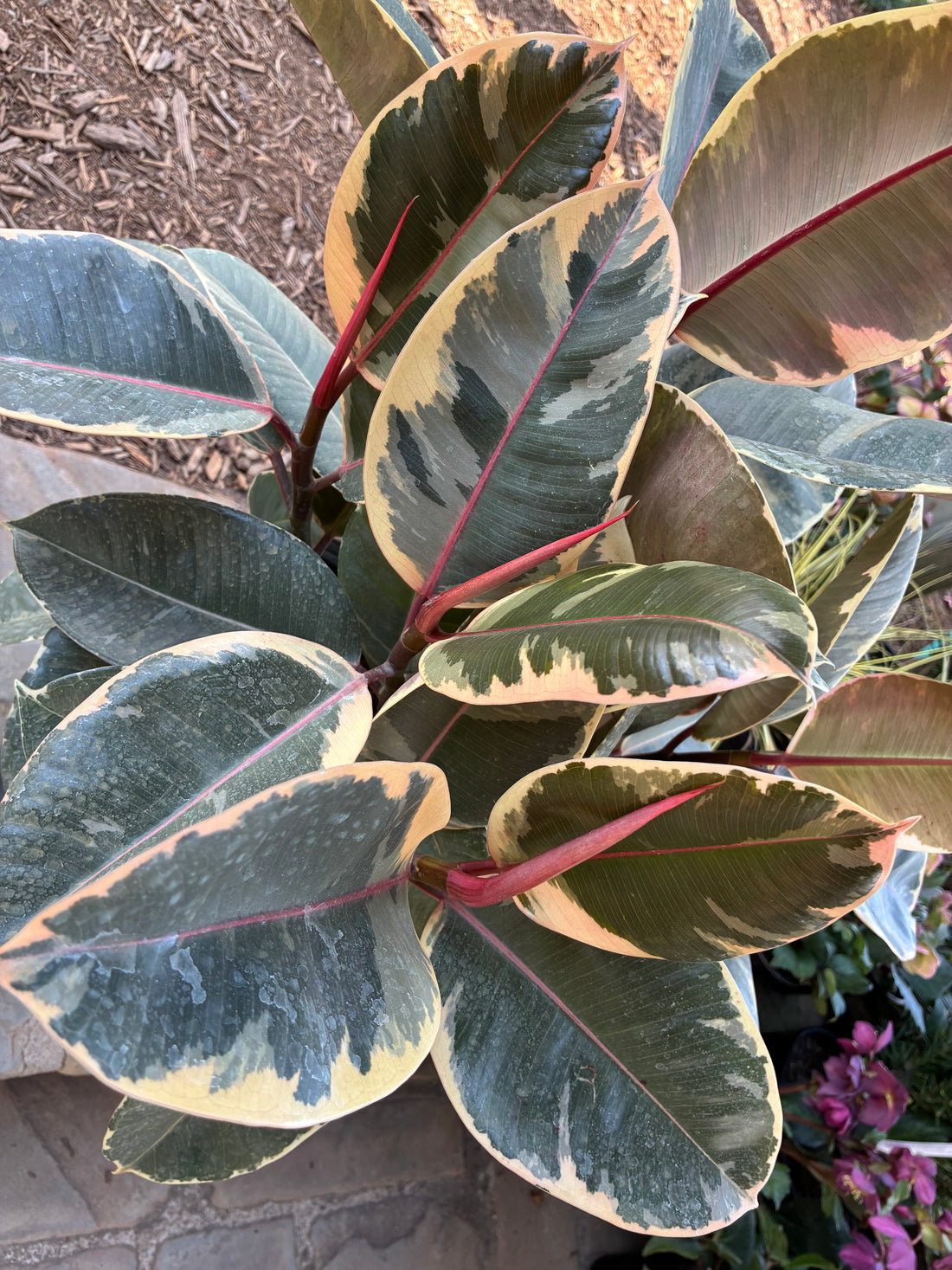 Tineke Ficus (Bush Form)