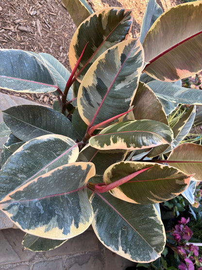 Tineke Ficus (Bush Form)