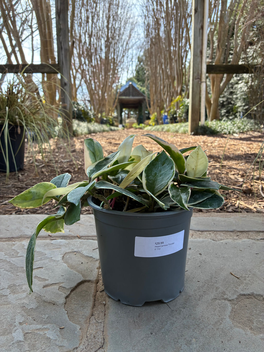 Hoya Carnosa Tricolor