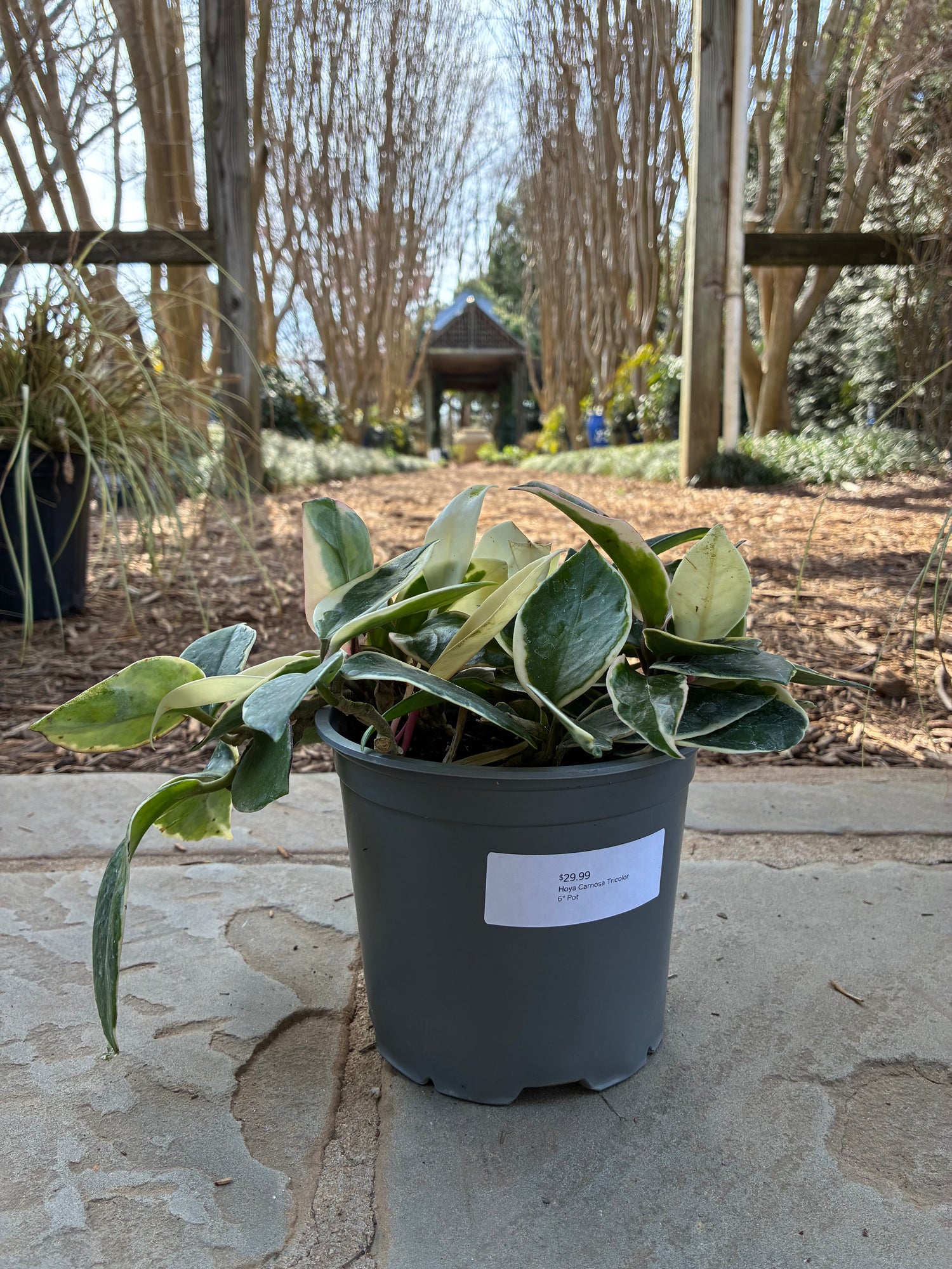 Hoya Carnosa Tricolor