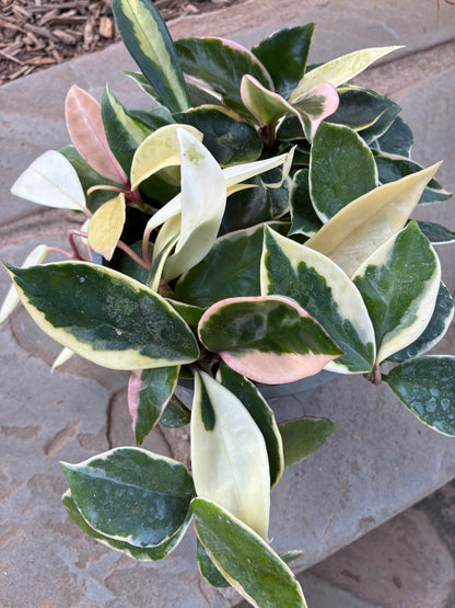Hoya Carnosa Tricolor
