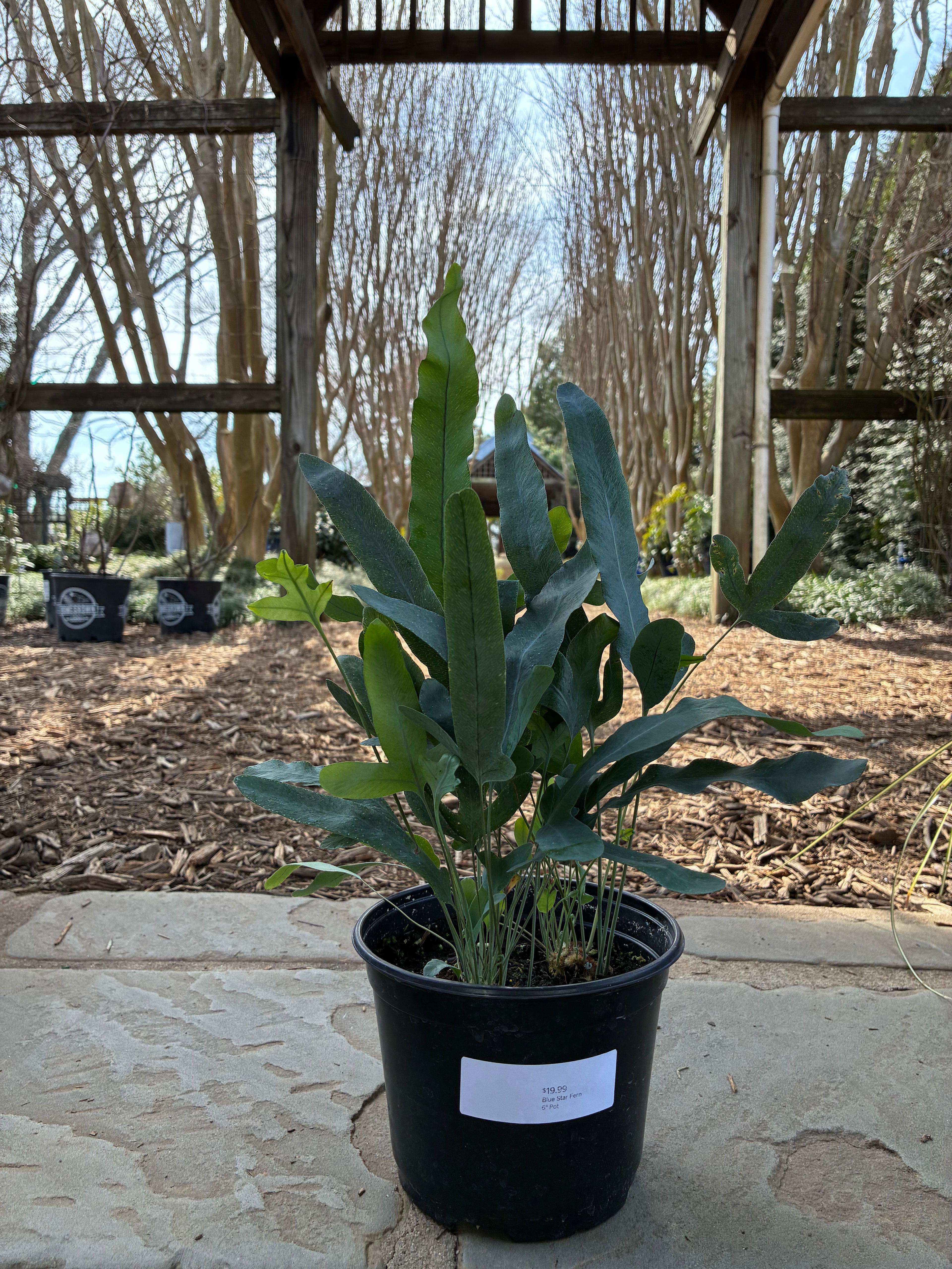 Blue Star Fern