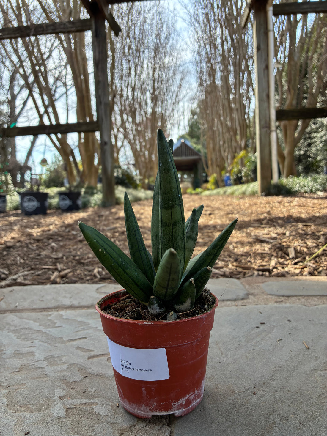 Hedgehog Sansevieria