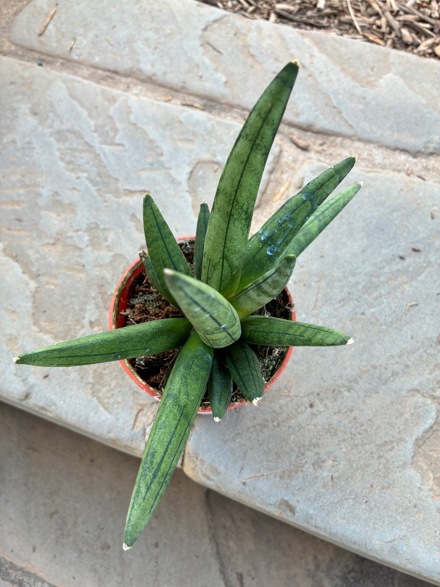 Hedgehog Sansevieria