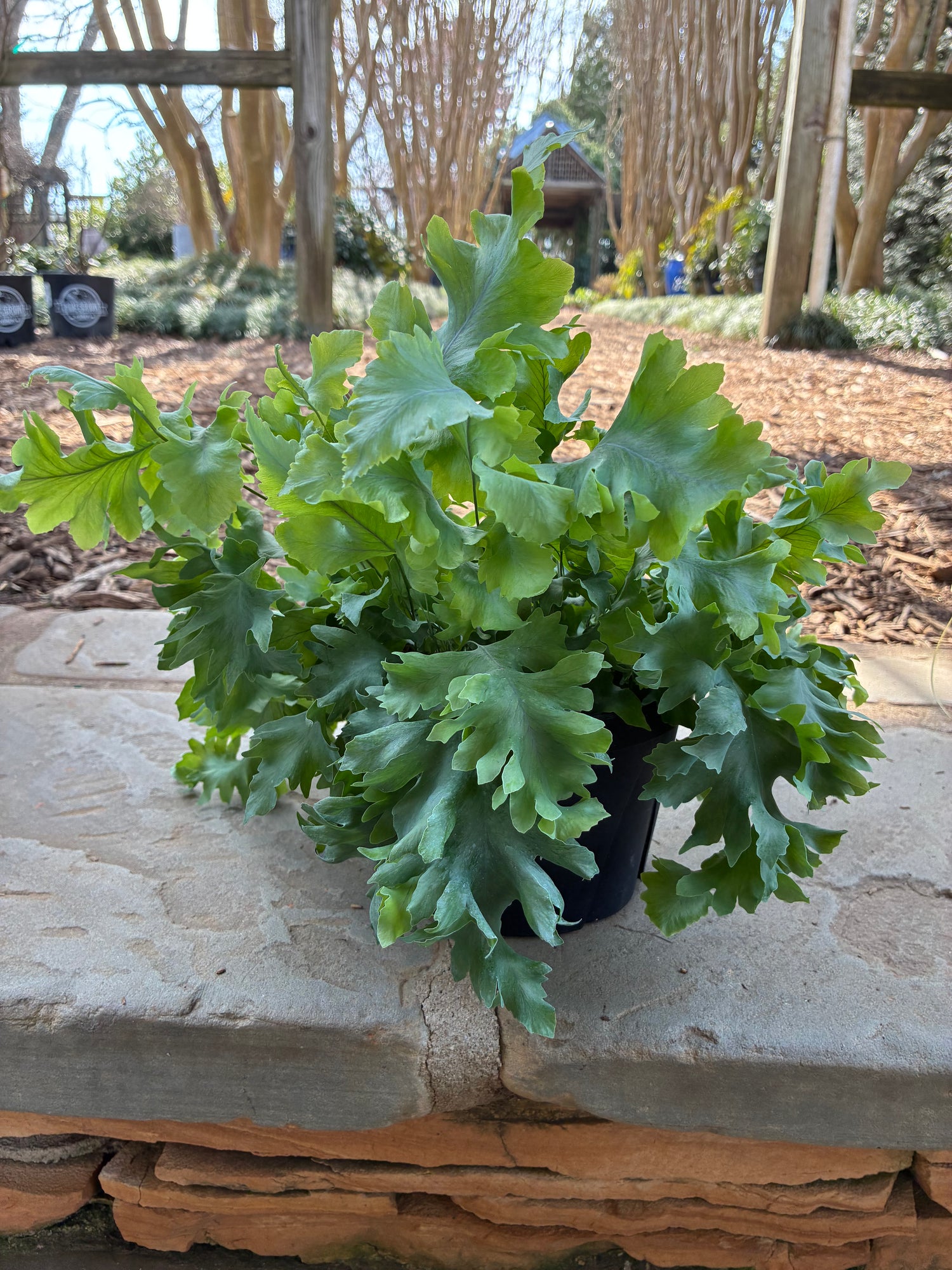Davana Blue Star Fern