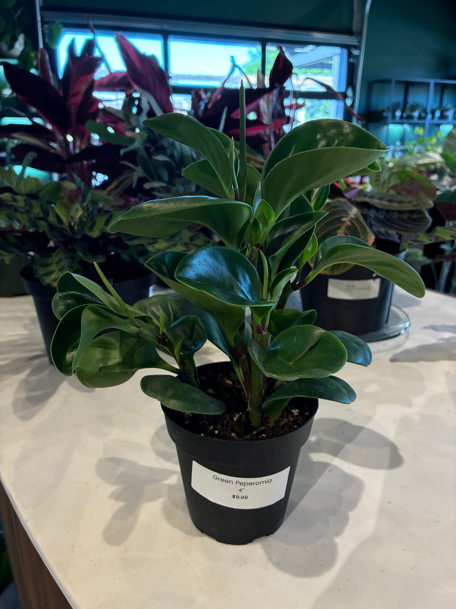 Green Peperomia