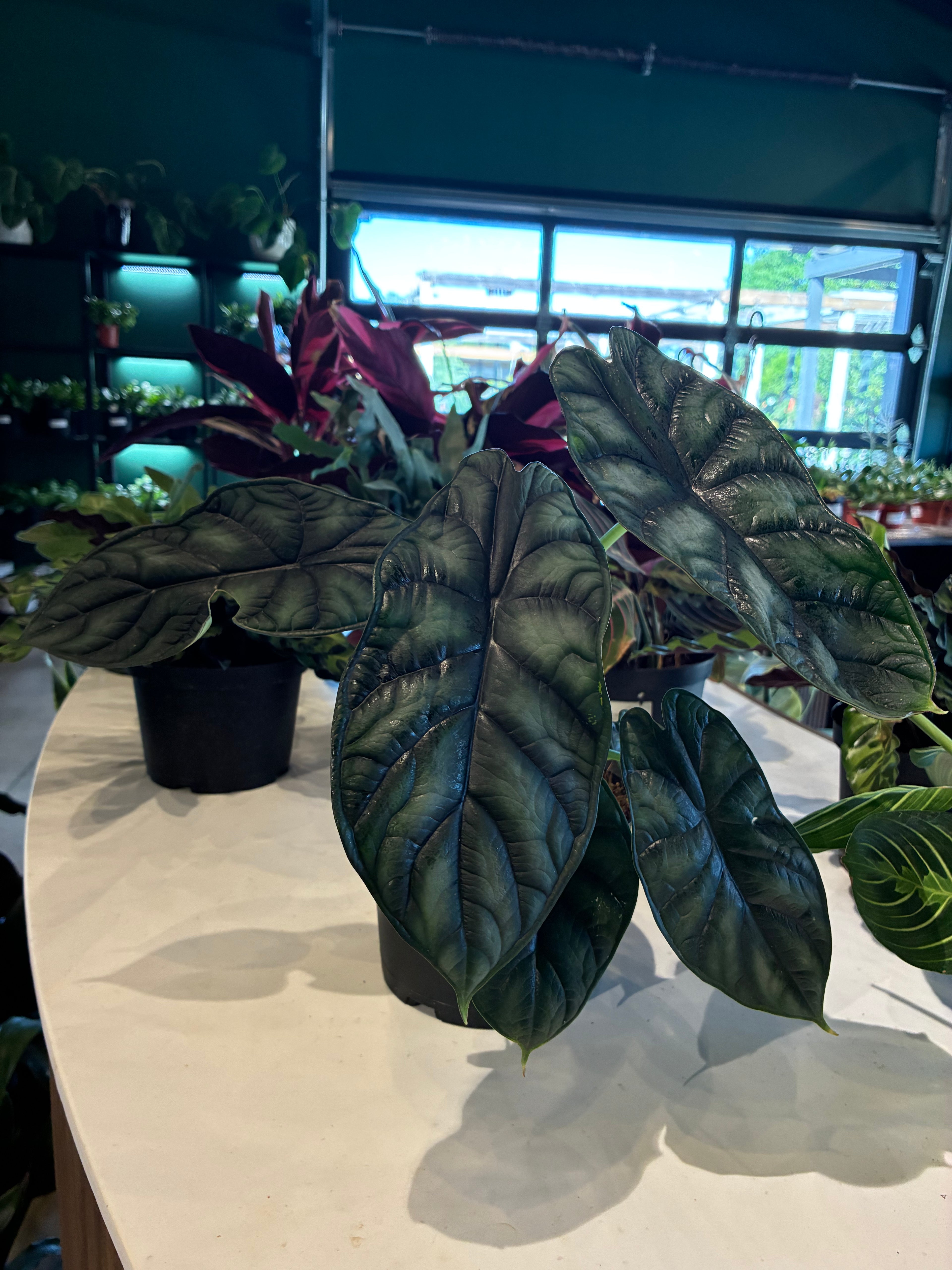 Dragon Scale Alocasia