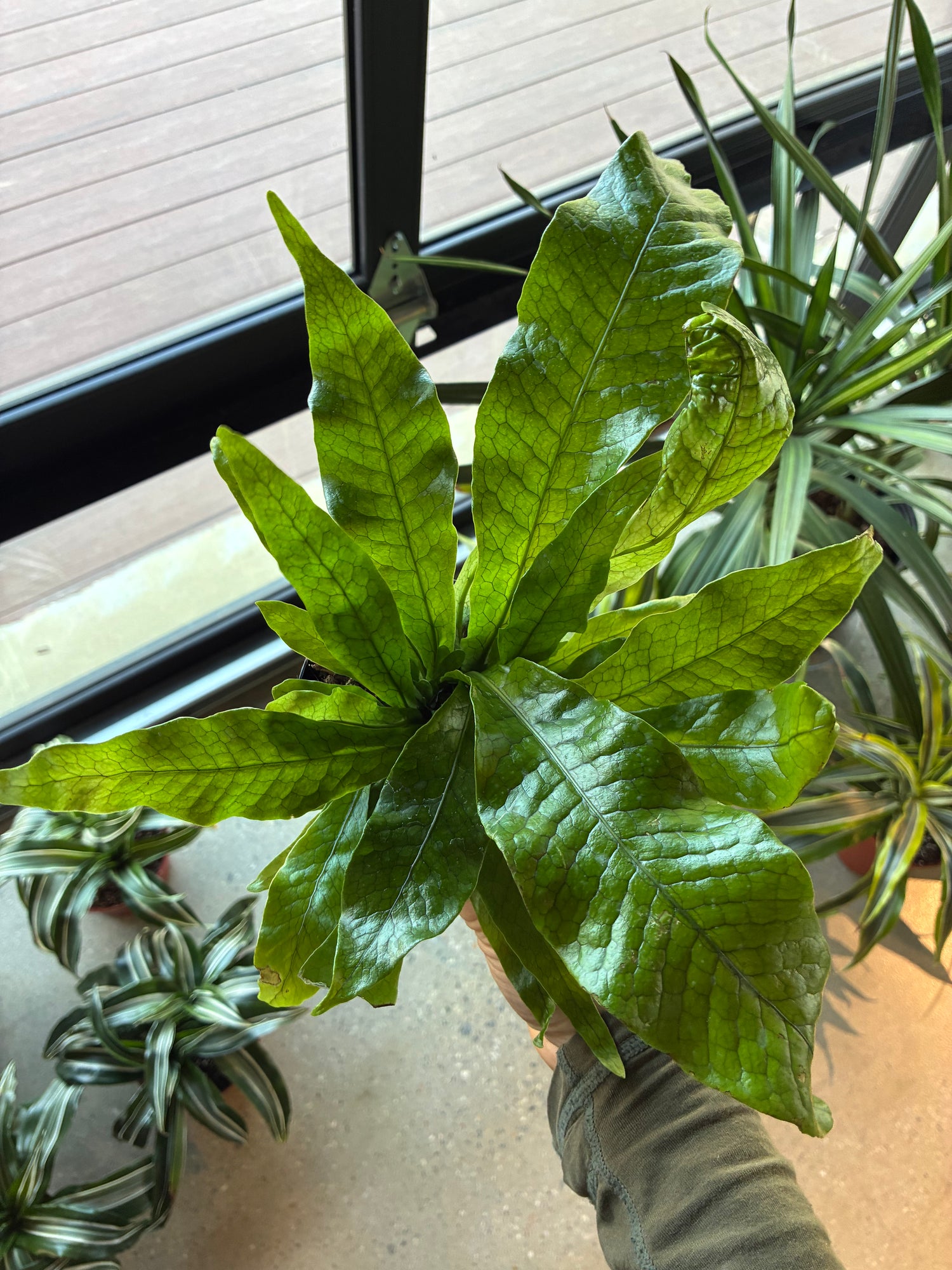 Crocodile Fern