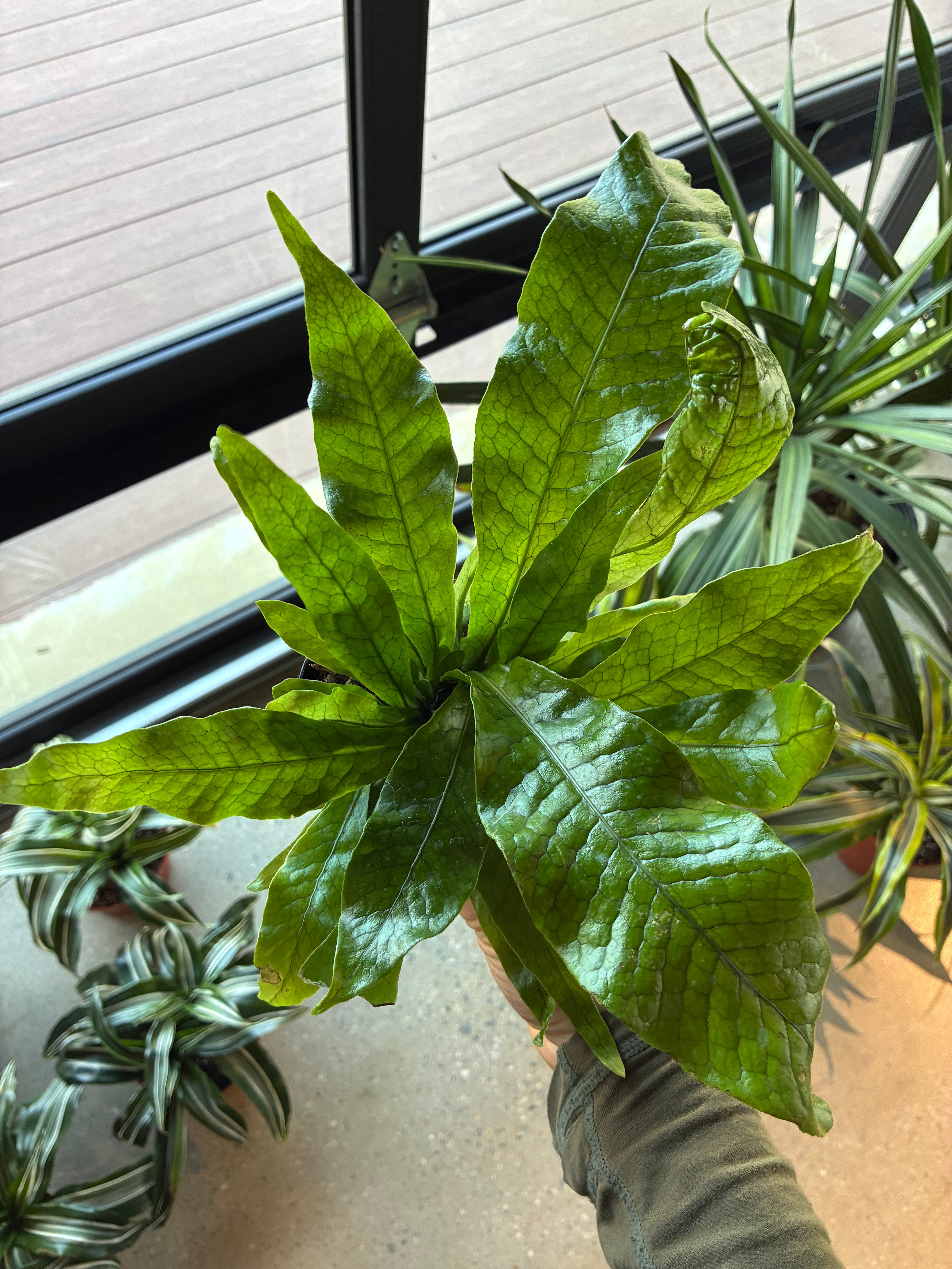 Crocodile Fern