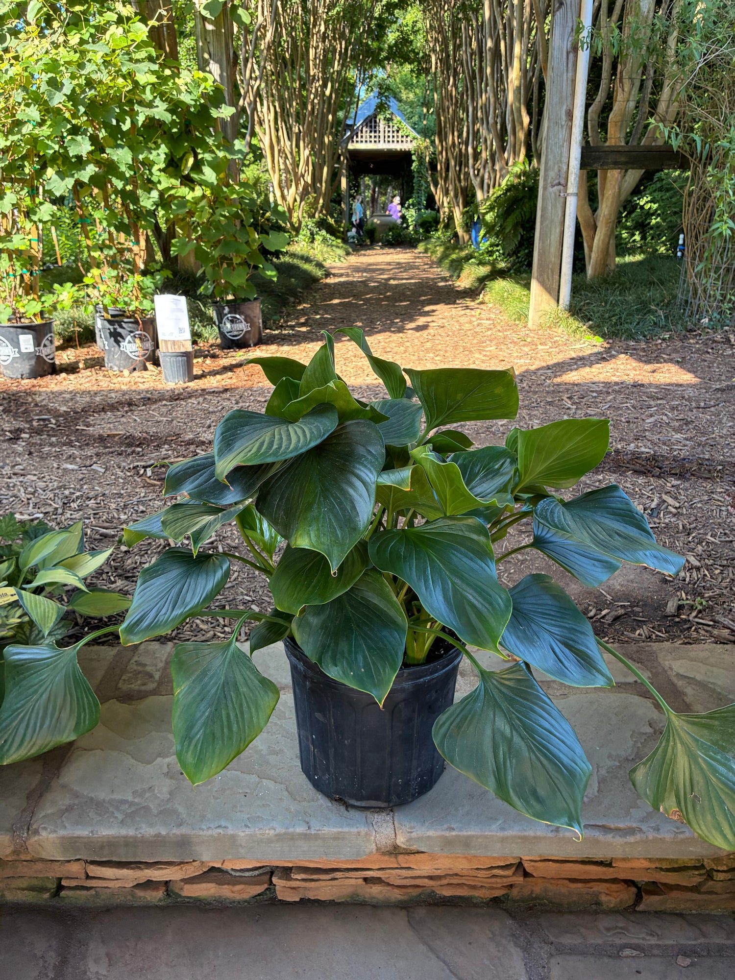 Emerald Gem Homalomena
