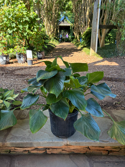 Emerald Gem Homalomena