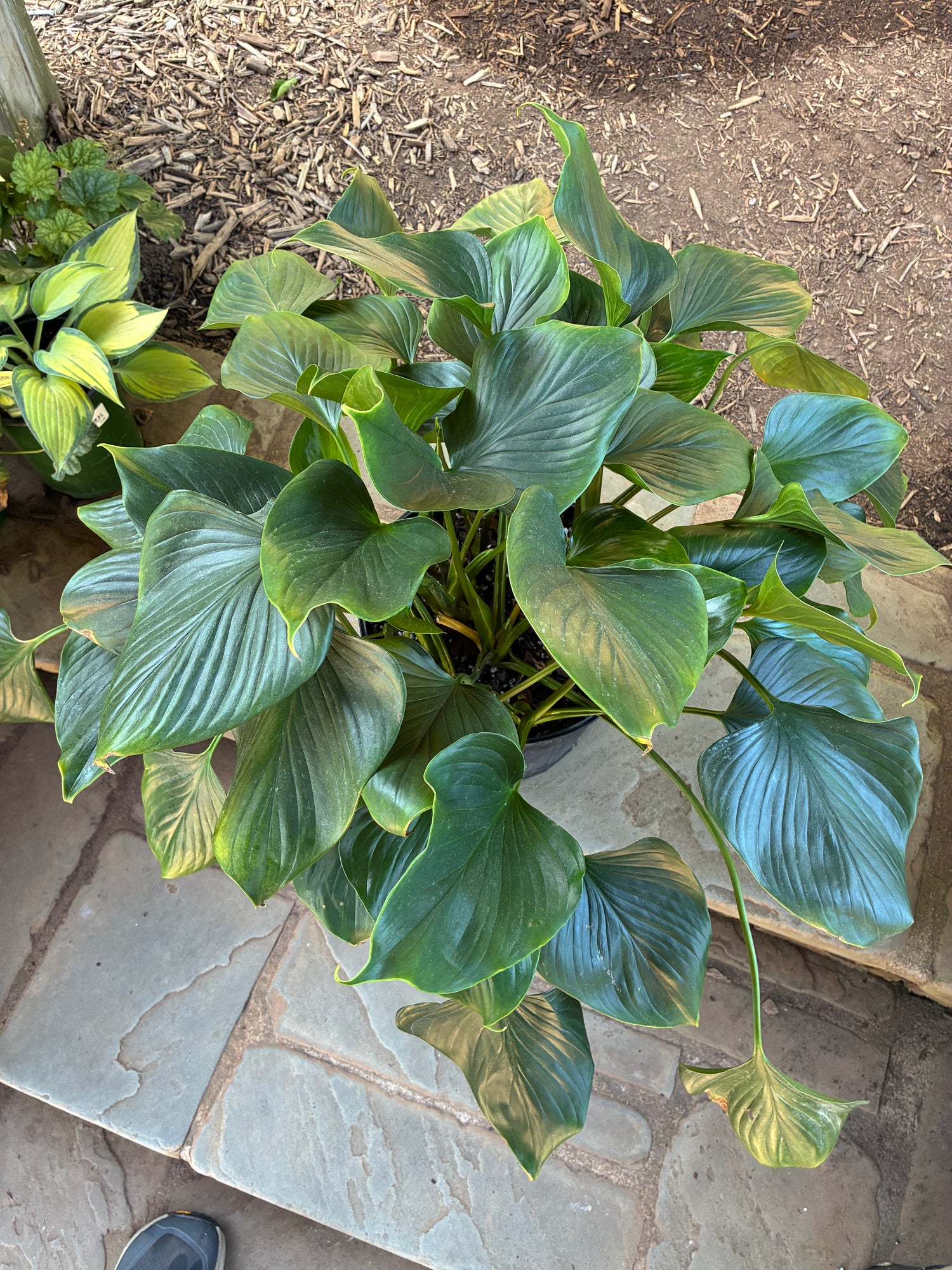 Emerald Gem Homalomena
