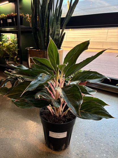 Moon Stone Aglaonema