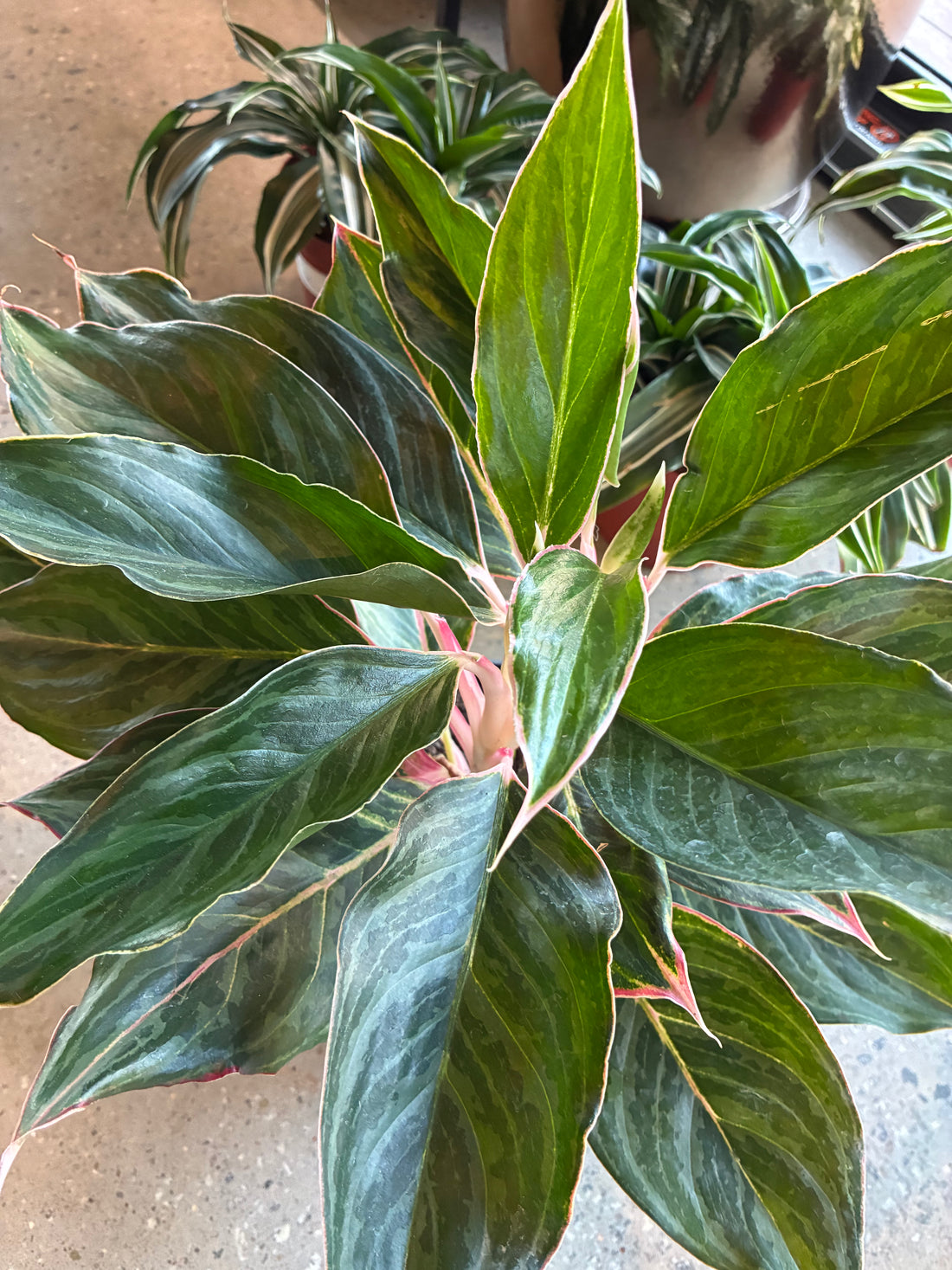 Moon Stone Aglaonema