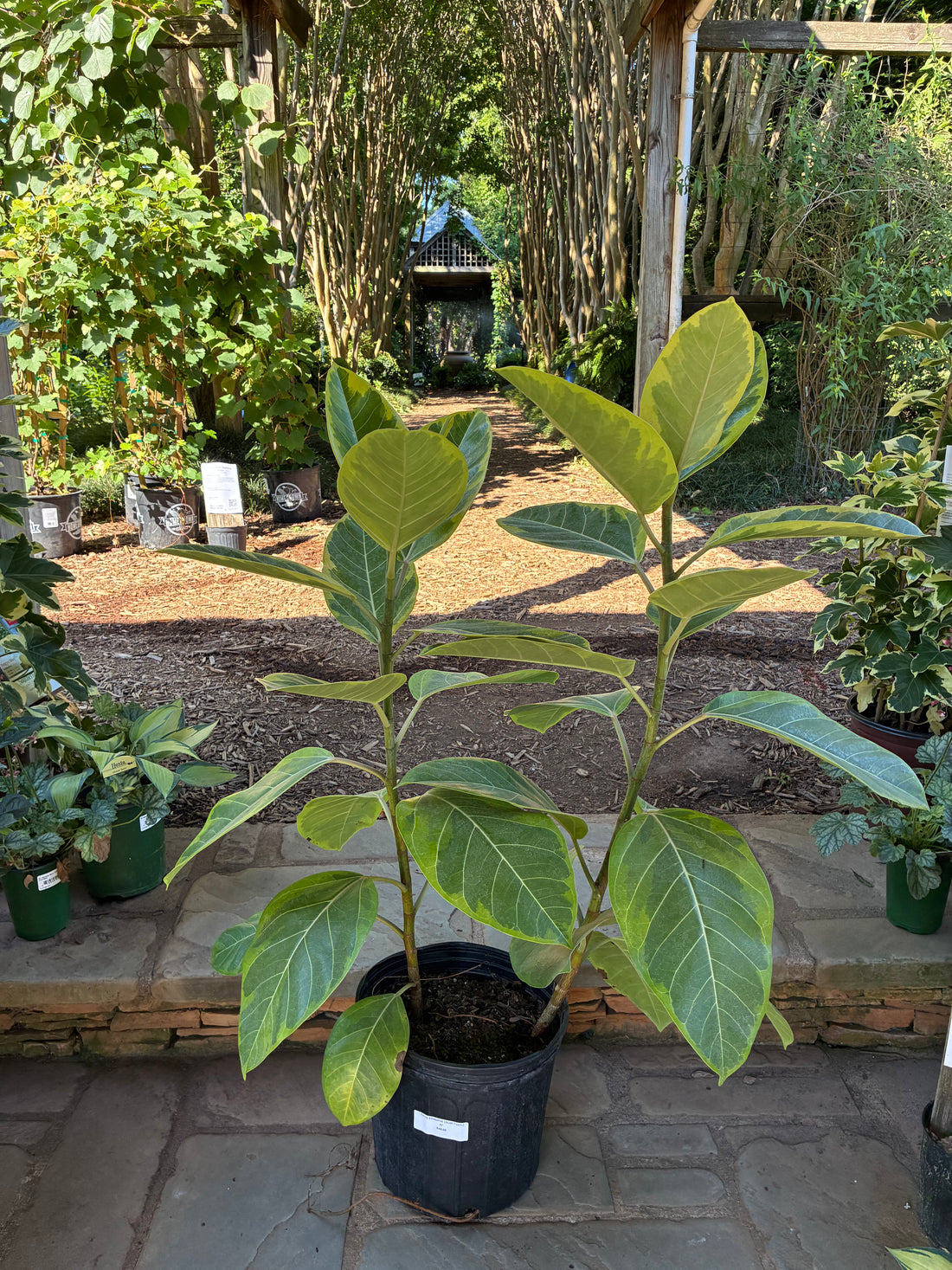 Ficus Altissima (Bush Form)
