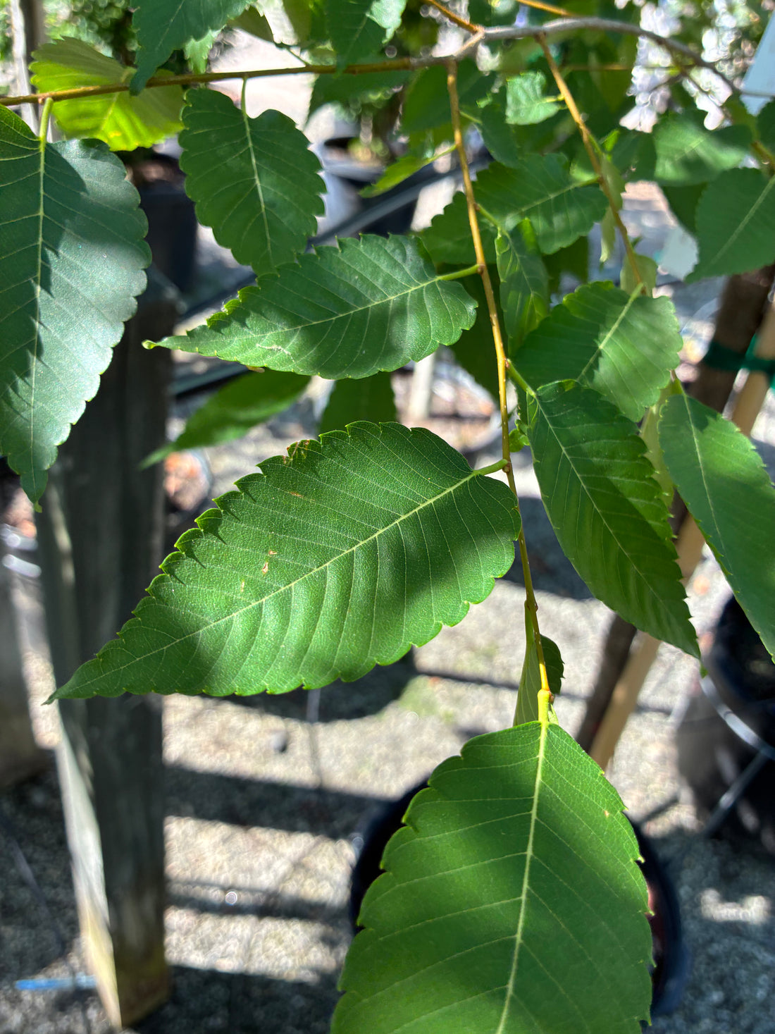 Burgundy Vase Zelkova