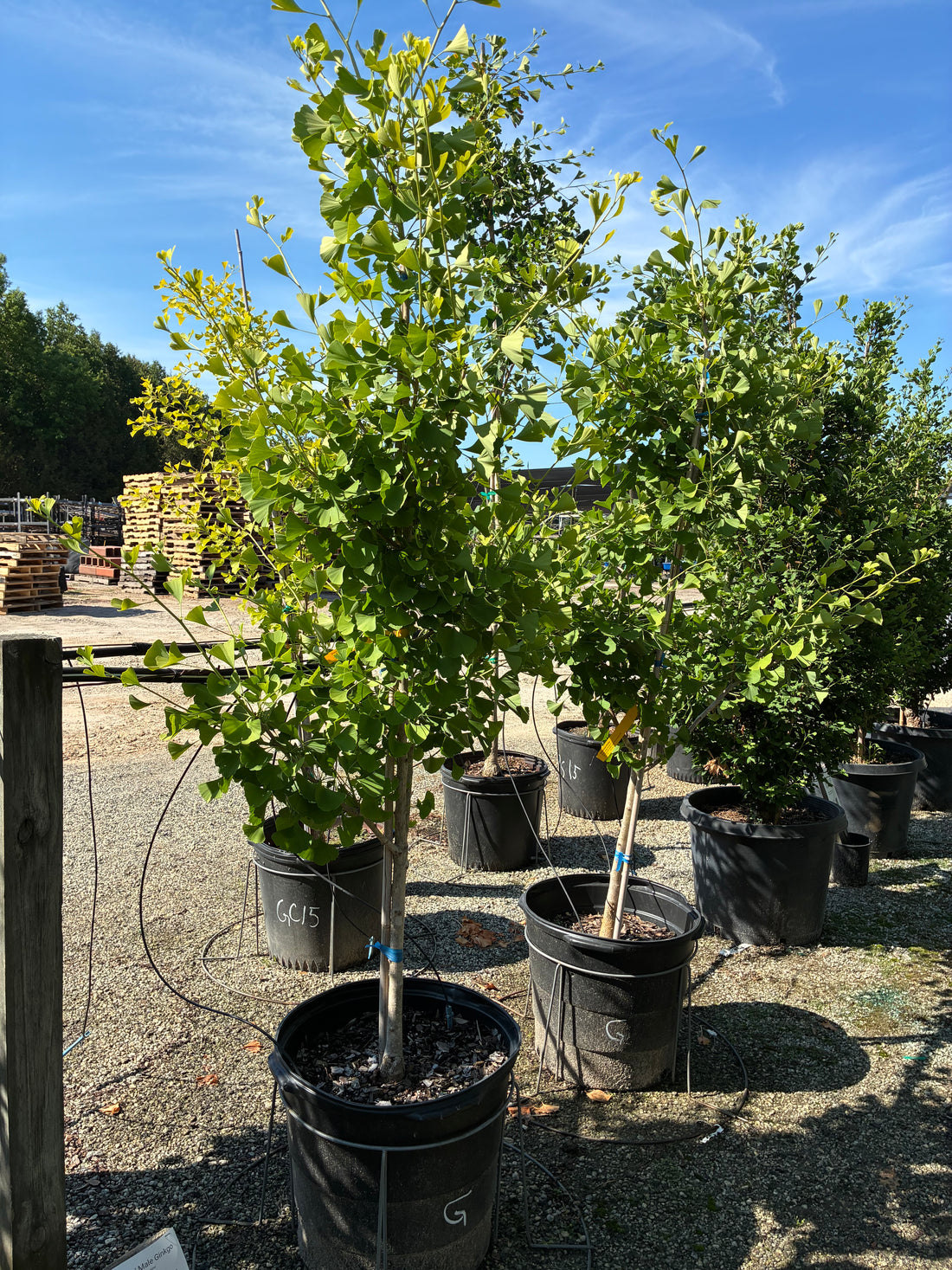 Grindstone Ginkgo