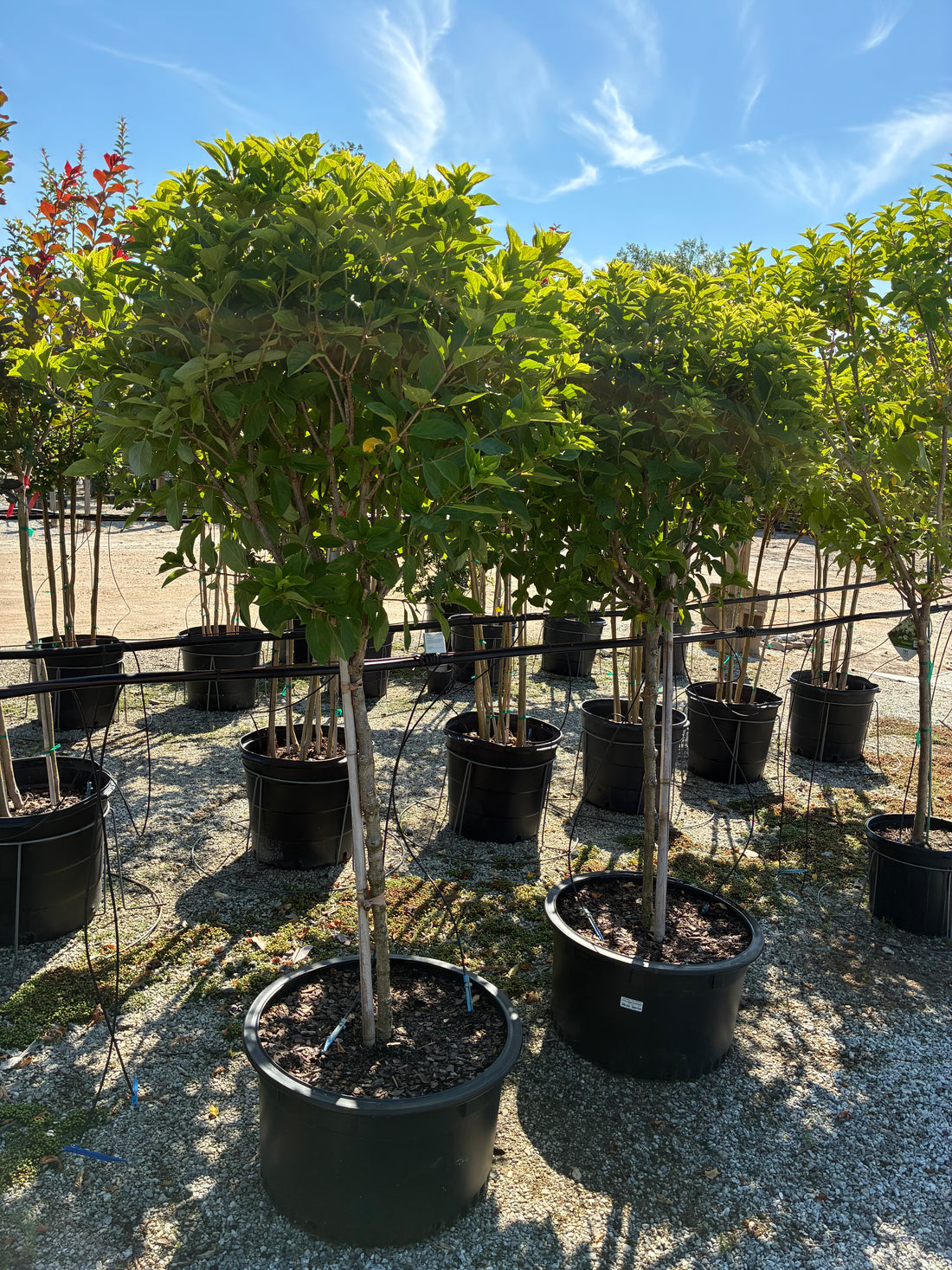 Little Lime Hydrangea Patio-Tree