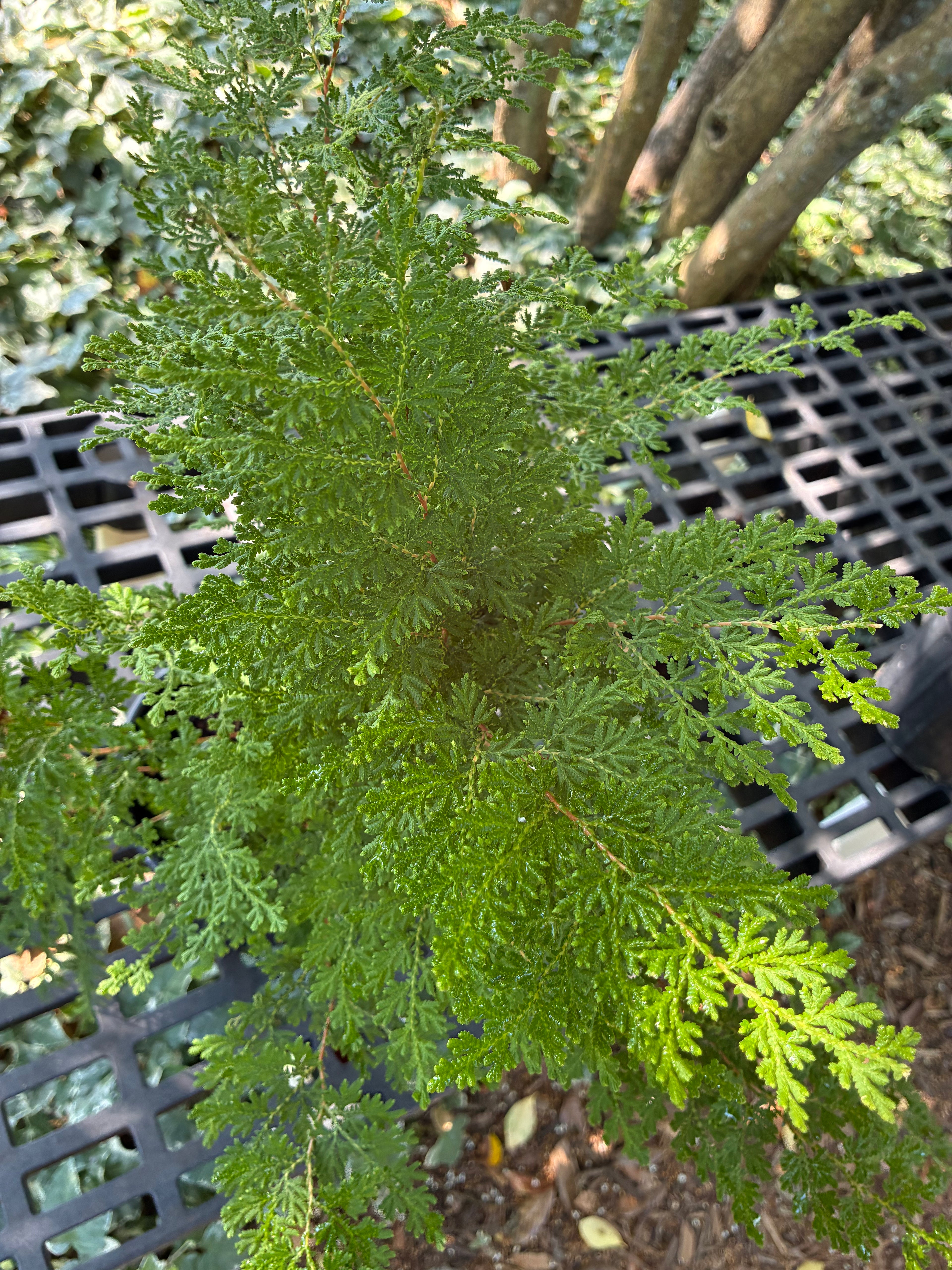 Braunii Arborvitae Fern