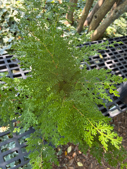 Braunii Arborvitae Fern