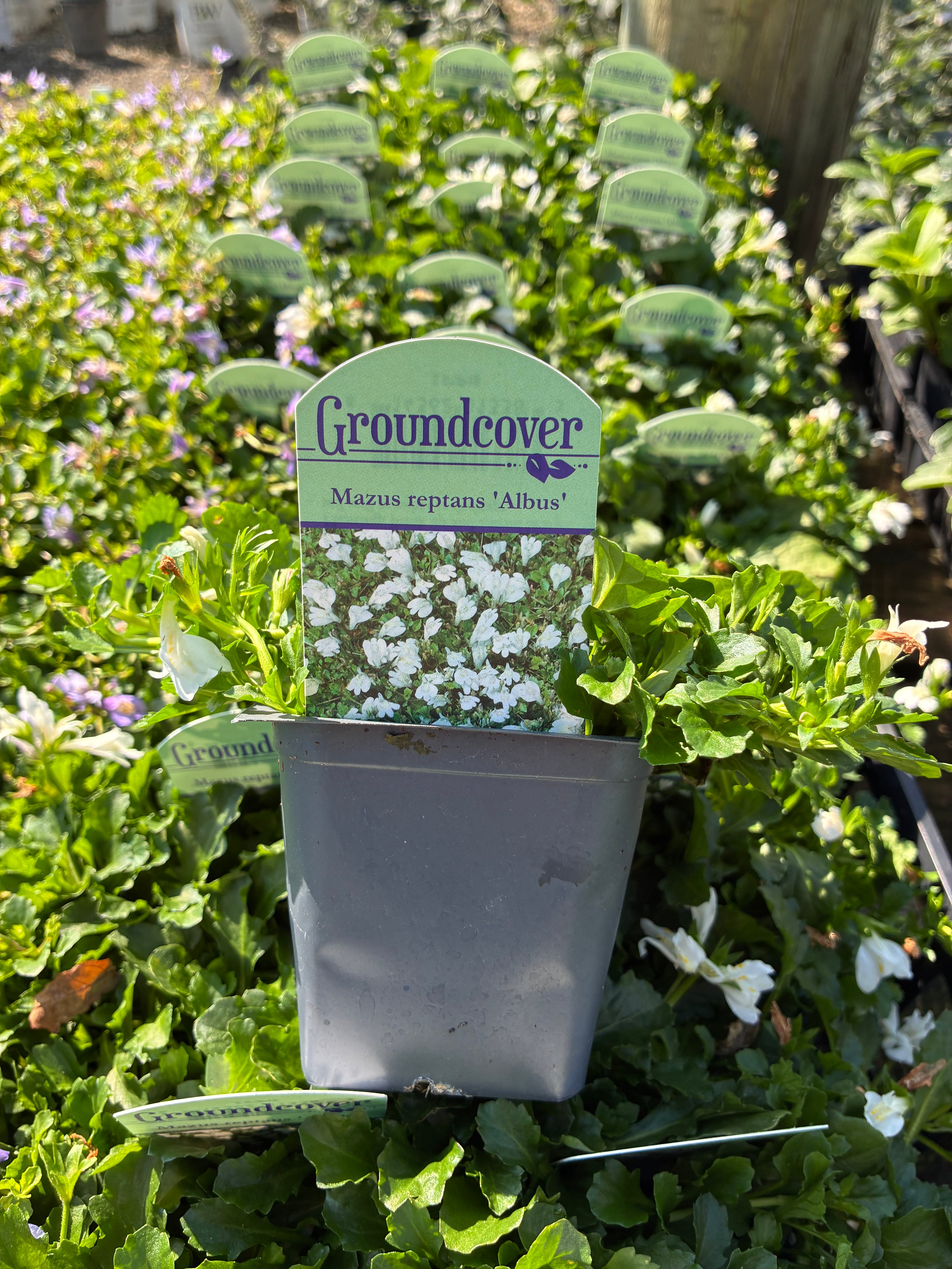 White Mazus