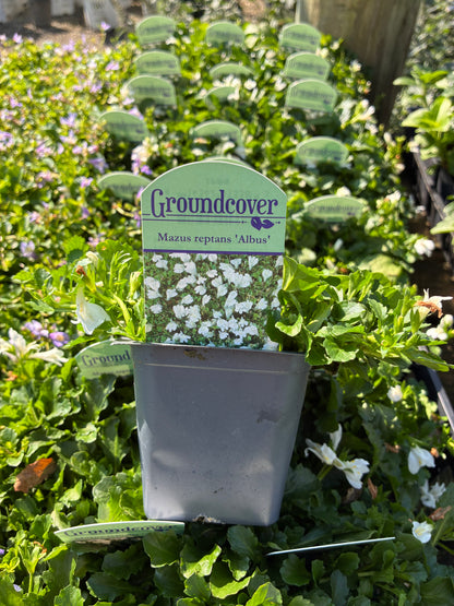 White Mazus