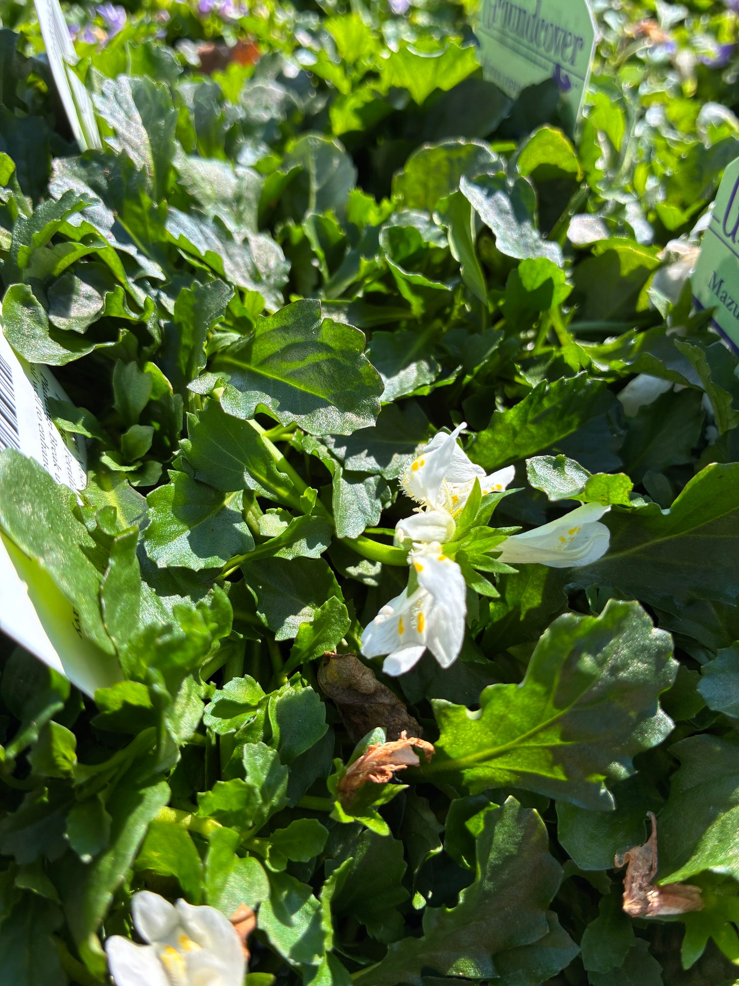 White Mazus
