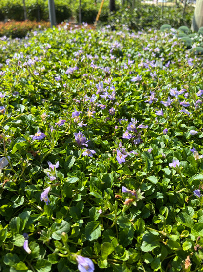 Blue Mazus