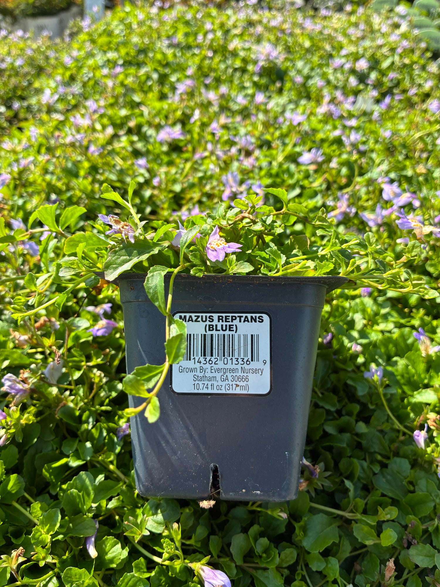 Blue Mazus
