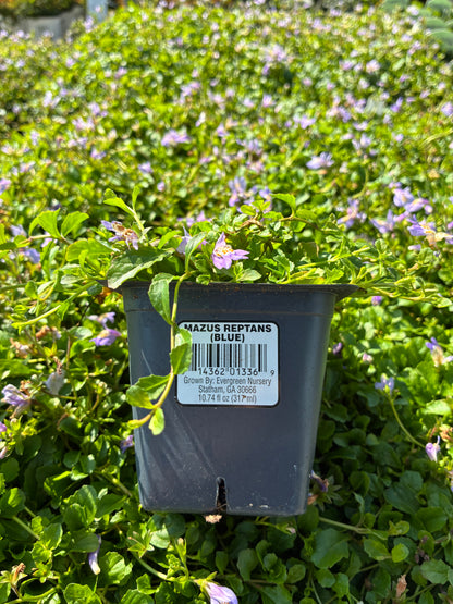 Blue Mazus