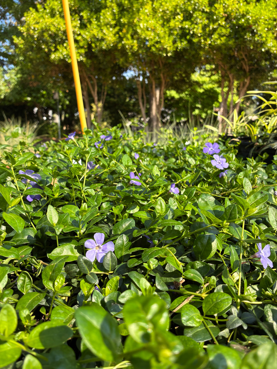 Vinca Minor